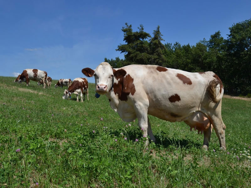 gite-JUST'UN-INSTANT-La-ferme-de-Raffin
