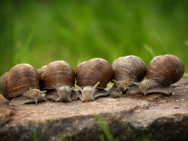 gite-JUST'UN-INSTANT-Les-Escargots
