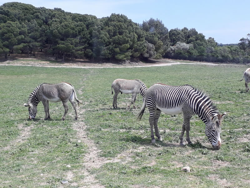 gite-JUST'UN-INSTANT-Parc-zoologique-de-Peaugres