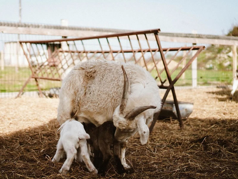 gite-JUST'UN-INSTANT-ferme-pédagogique-de-Zoé